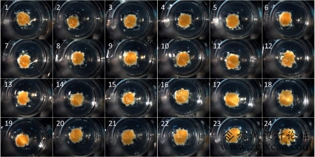 2020年3D生物打印人体肝脏组织将成为现实