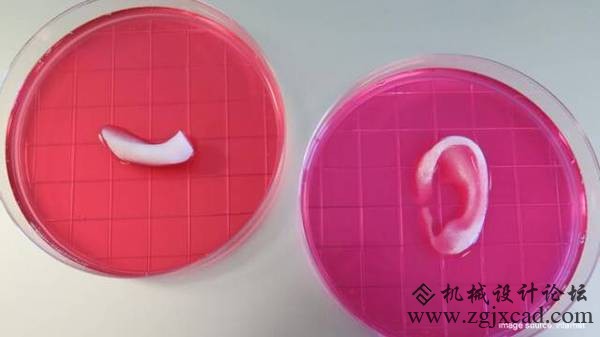 3D打印已经可以打印器官了？起码帮到了一只鸟！